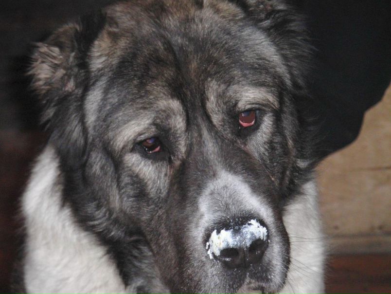 Нелли Маг фото №12