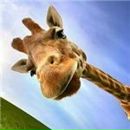 Фотография Леванова Глеба