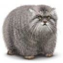 Свин ^_^ фотография #13 (источник - https://vk.com/id60082165)