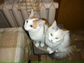 Фотография П Анны