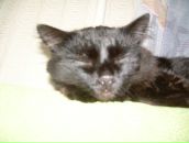 Катюха:*(смородинка) Седельникова фотография #1