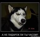 Дмитрий Винник фотография #28 (источник - https://vk.com/id26933235)
