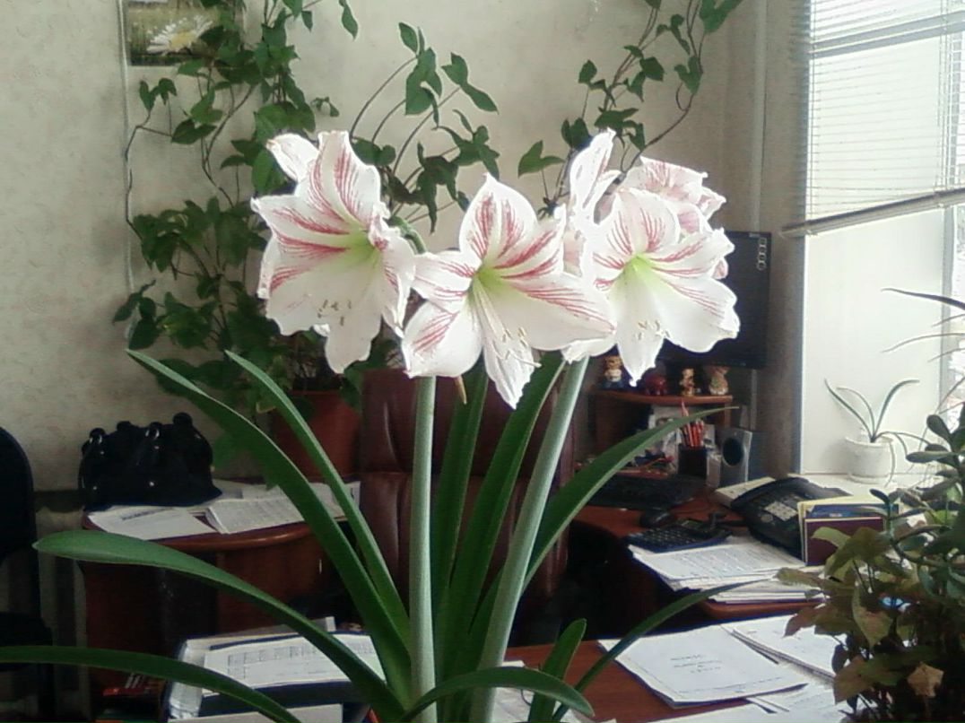 Елена Чемоданова фотография #41