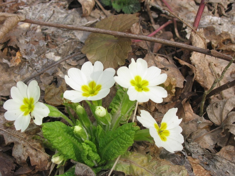 Ира Пивнева фотография #33