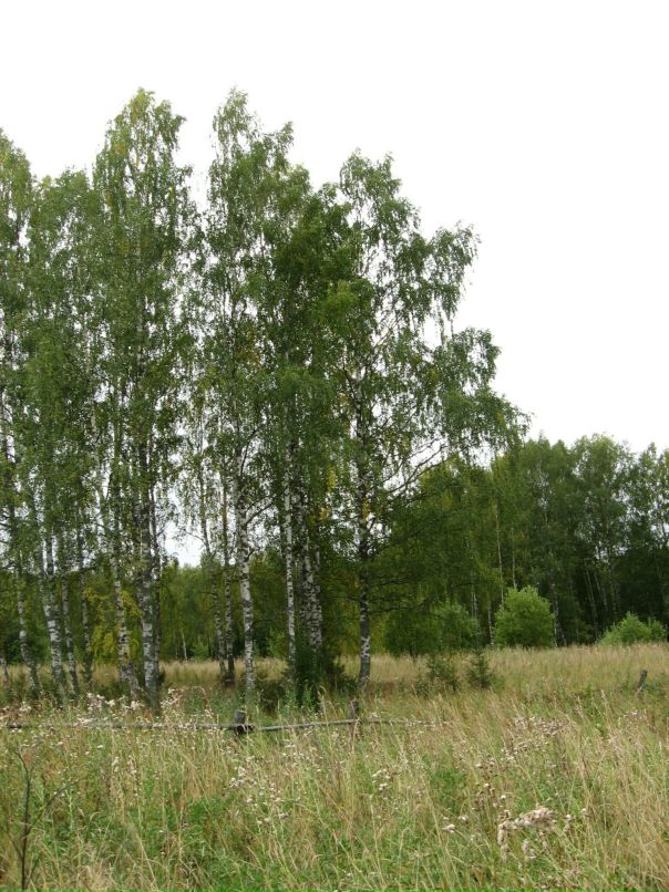 Дарья Дмитриева фотография #44