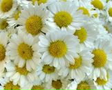 Фотография Каргаполовой Станиславы