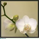 Наталія Циганок фотография #7 (источник - https://vk.com/id142086847)