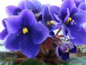 Фотография Metzler Marina