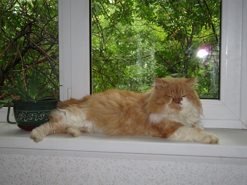 Кот Барсик фотография #27