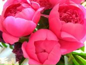 Фотография Абашкиной Ольги