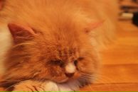 Фотография Лавровой Анны