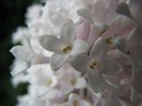 Фотография Киени Наталии