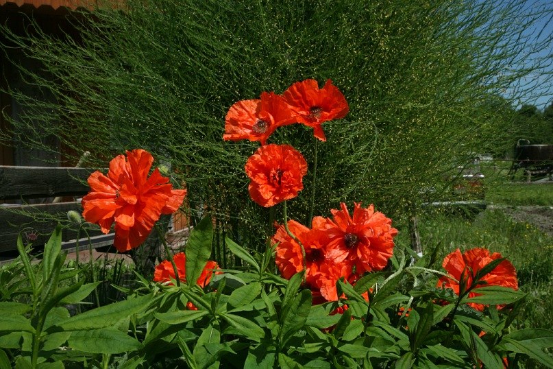 Елена Полеченко фотография #47