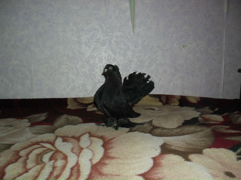 Віталік Бутрим фотография #29