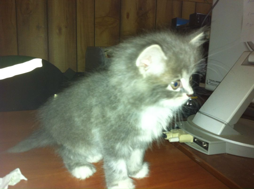 Дмитрий Гор фотография #13