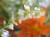 Фотография Мышкиной Елизаветы