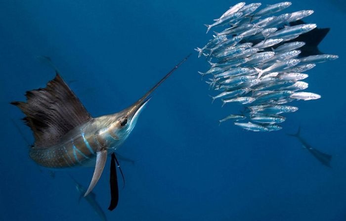 Фарид Гайсин фотография #47