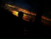 Фотография Алексеева Романа