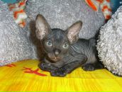 Фотография Хачикян Елены