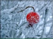 Фотография Петровой Алисы