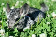 Марина Кремлёва фотография #31 (источник - https://vk.com/id368166)