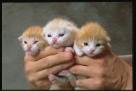 Вікуля Кос фотография #48 (источник - https://vk.com/id112933599)