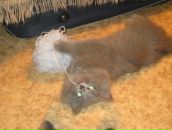 Фотография Шаниной Василисы