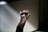 Фотография Штрауф Жени