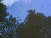 Януська Підгаєвська фотография #24 (источник - https://vk.com/id81301657)