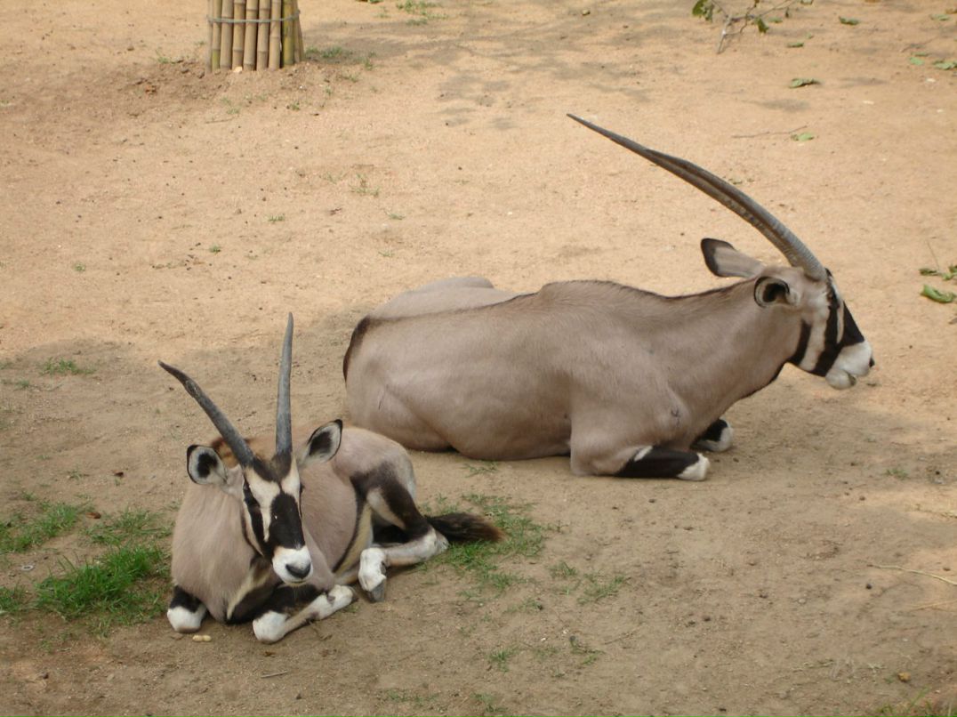 Дмитрий Тимохин фотография #44