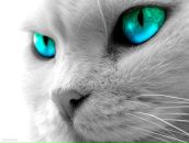 Фотография Соломатиной Екатерины