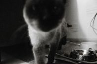 Фотография Медведева Андрея