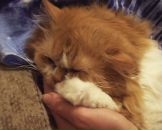 Фотография Терещенковой Ксении