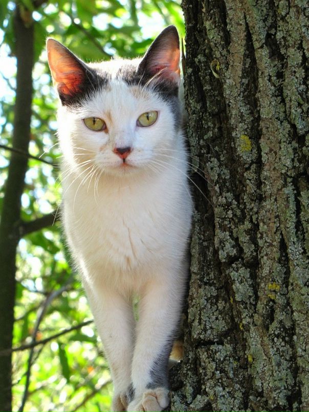 Аля Петрова фотография #17