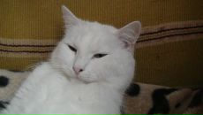 Фотография Кузин Григорий