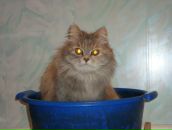 Фотография Сорокиной Натальи