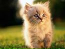 Катя Гомольська фотография #8 (источник - https://vk.com/id150526179)