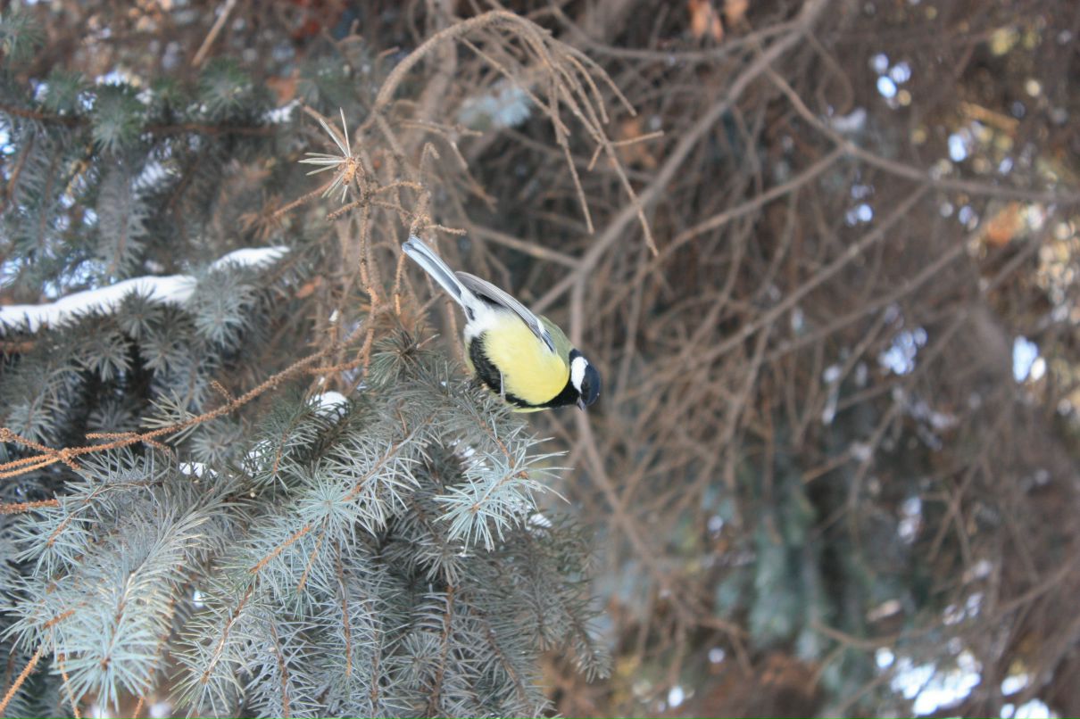 Мария Титченко фотография #23