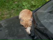 Фотография Грицкевича Артема